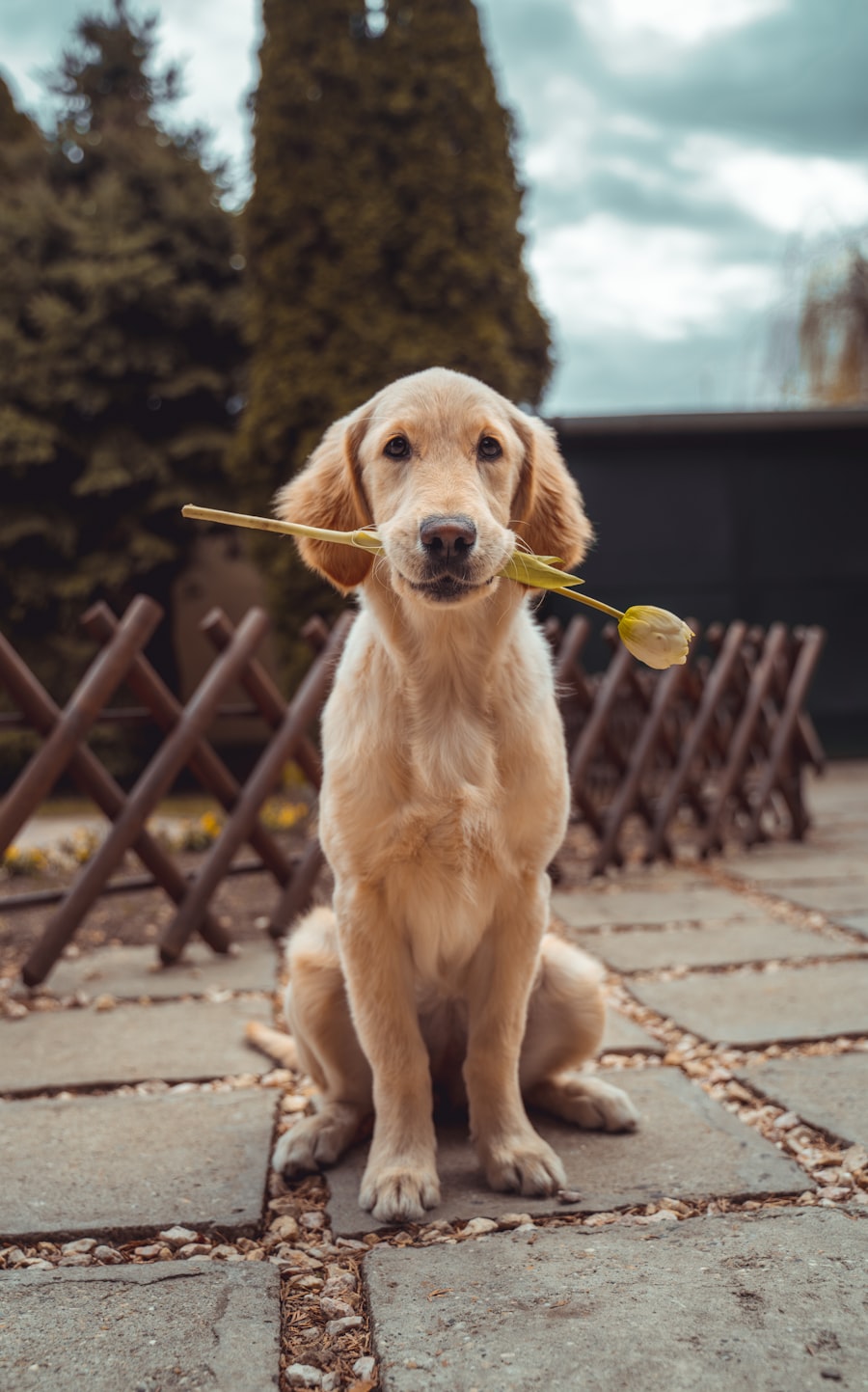 Golden retriever puppy with a flower