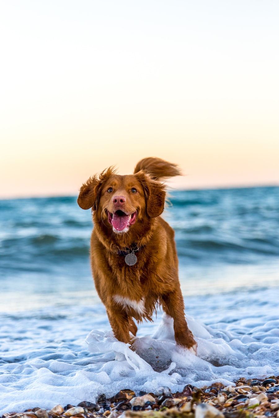 Dog running joyfully on a beach